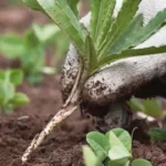 Cartone in giardino: il rimedio naturale contro le erbacce che tutti stanno copiando