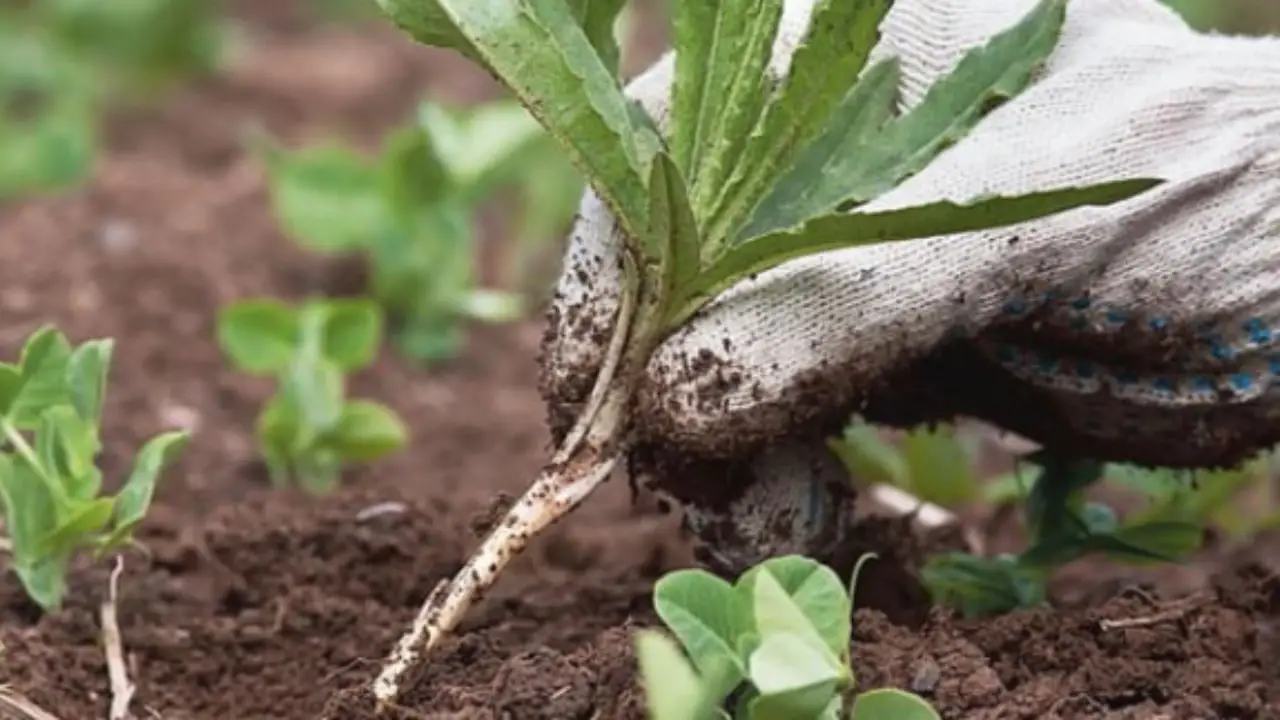 Cartone in giardino: il rimedio naturale contro le erbacce che tutti stanno copiando