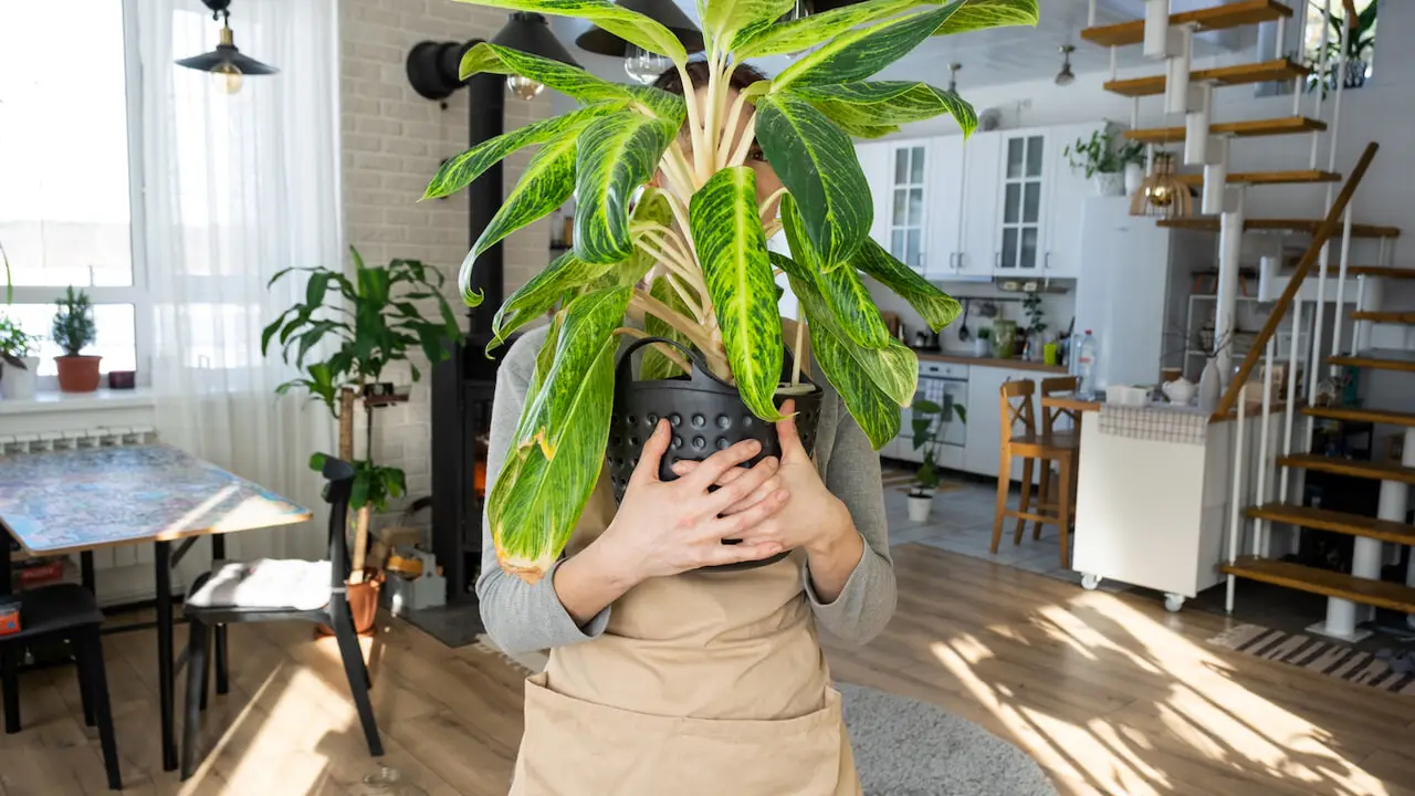 Come capire se una pianta ha radici soffocate