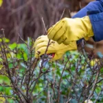 Piante da potare a gennaio: ecco la lista ufficiale