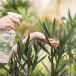 Non spruzzare acqua sulle foglie quando c’è sole: crea ustioni