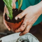 Non trapiantare quando fa troppo caldo: la pianta rischia di morire