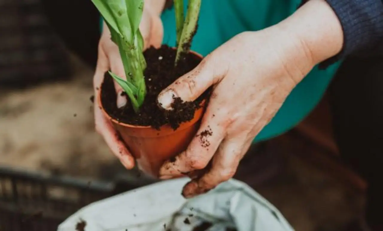 Non trapiantare le piante in estate piena