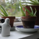 Problemi di umidità in casa? Metti subito questa pianta: è un deumidificatore naturale