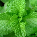 Rimedi naturali per mantenere la menta fresca e profumata tutto l’anno
