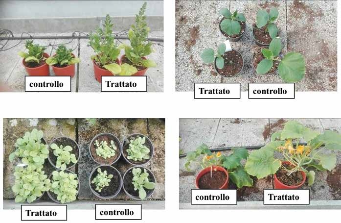 aumento produzione agricola con Microrganismi benefici produzione agricola con Microrganismi