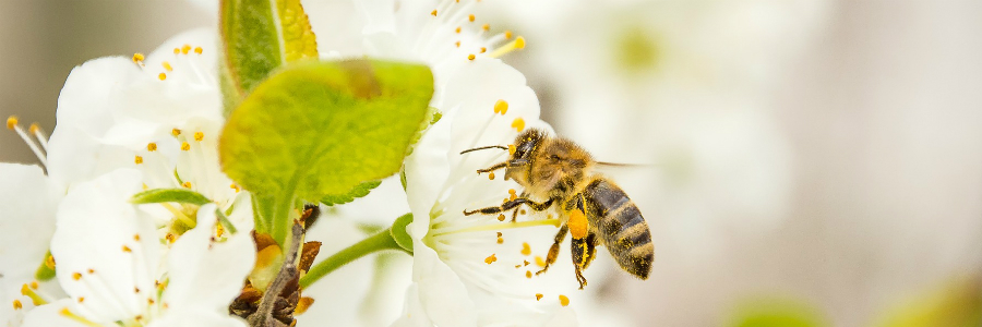 melassa per l'apicoltura