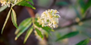 fiore dell'albero di neem