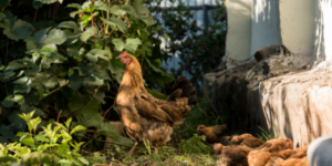 polli trattati con microrganismi effettivi