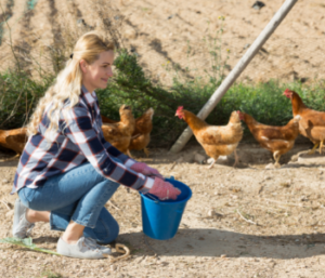 trattare i polli con attivatore per giardino e suolo
