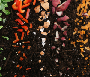 compost tea come fertilizzante alternativo