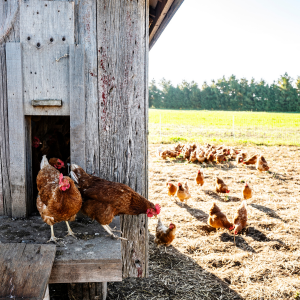 usare i microrganismi per tenere in salute i polli