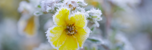 Fiore giallo con brina, un esempio di bellezza e resilienza durante le gelate primaverili