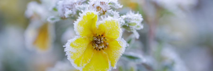 Fiore giallo con brina, un esempio di bellezza e resilienza durante le gelate primaverili