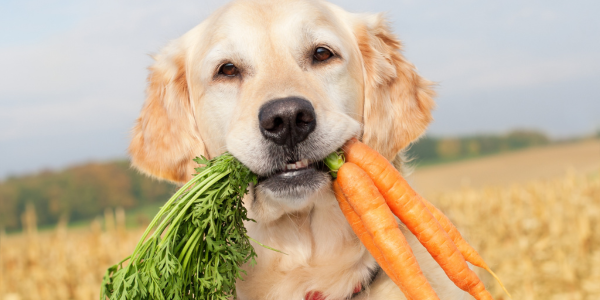 Labrador Retriever con carote fresche in bocca in un campo.