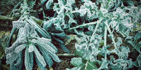 Piante di cavolo ricoperte di brina in un giardino invernale indicando gelate tardive