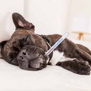 Bulldog Francese malato che dorme con un termometro.