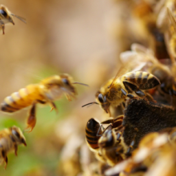 dalla PAC Eco 5 ai seminativi per le api