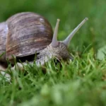Proteggi il tuo orto: guida completa per liberarti delle lumache senza usare pesticidi