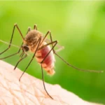 Come eliminare le zanzare dal giardino: il rimedio naturale più duraturo