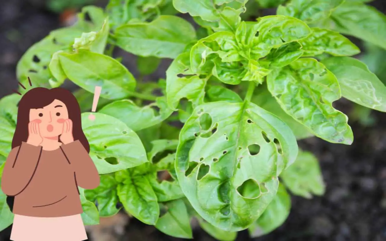 Non piantare il basilico vicino a queste specie: ostacolano la sua crescita