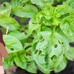 Come proteggere le piante dalle nottue in modo naturale