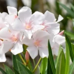 Oleandro che non fiorisce? Ecco le cause più comuni