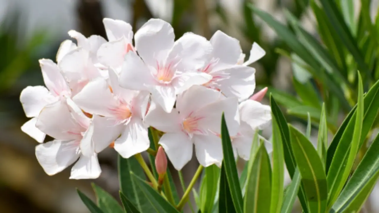 Oleandro che non fiorisce? Ecco le cause più comuni