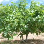 Quando potare il fico: ecco il periodo perfetto