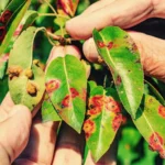 Come riconoscere i parassiti delle piante in autunno: ecco i segnali da notare