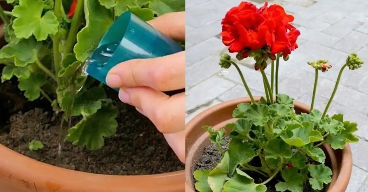 Come irrigare durante l’ondata di caldo: la tecnica che preserva le piante