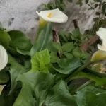 Questa pianta porta molta sfortuna: ecco quale