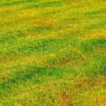 Come concimare il prato naturalmente: il trucco dell’humus di lombrico