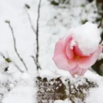 Hai delle rose in giardino: ecco cosa devi fare a novembre