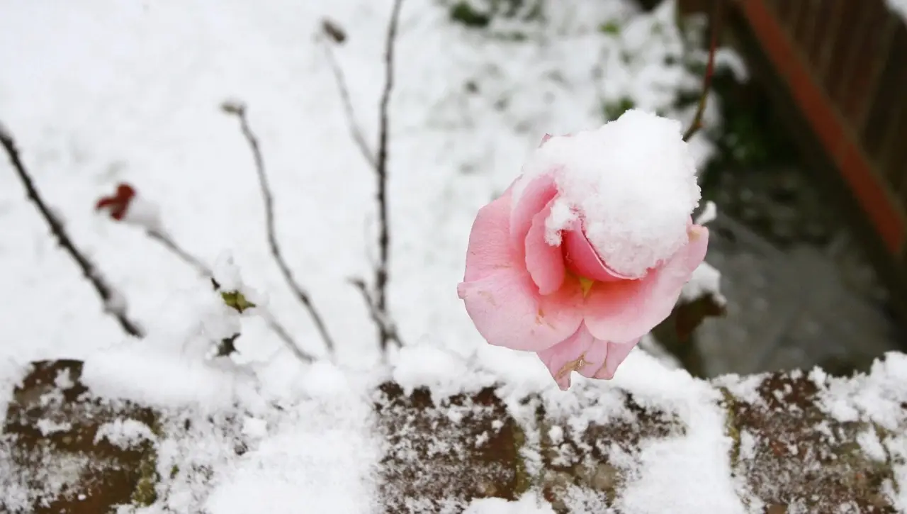 Hai delle rose in giardino: ecco cosa devi fare a novembre