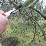 L’errore che fanno tutti potando l’ulivo e che rovina la produzione: ecco il metodo giusto