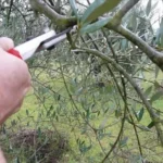 Non potare gli olivi in questo mese: rischi di compromettere il raccolto