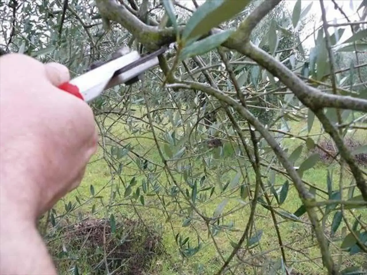 Non potare gli olivi in questo mese: rischi di compromettere il raccolto