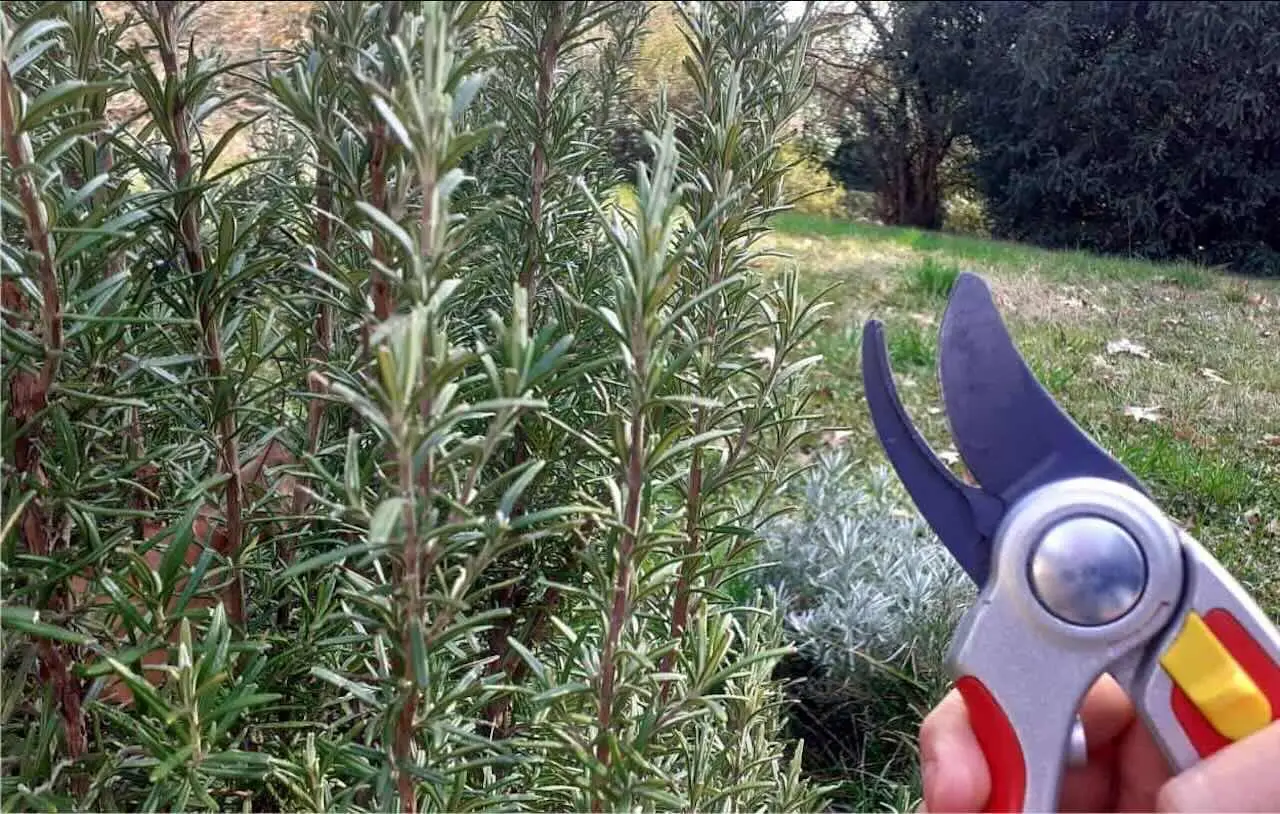 Quando potare il rosmarino vecchio: il trucco per farlo rinascere in primavera