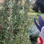 Come potare il rosmarino: il trucco del giardiniere