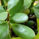 Allerta albero di Giada: ecco dove non devi metterlo, attenzione