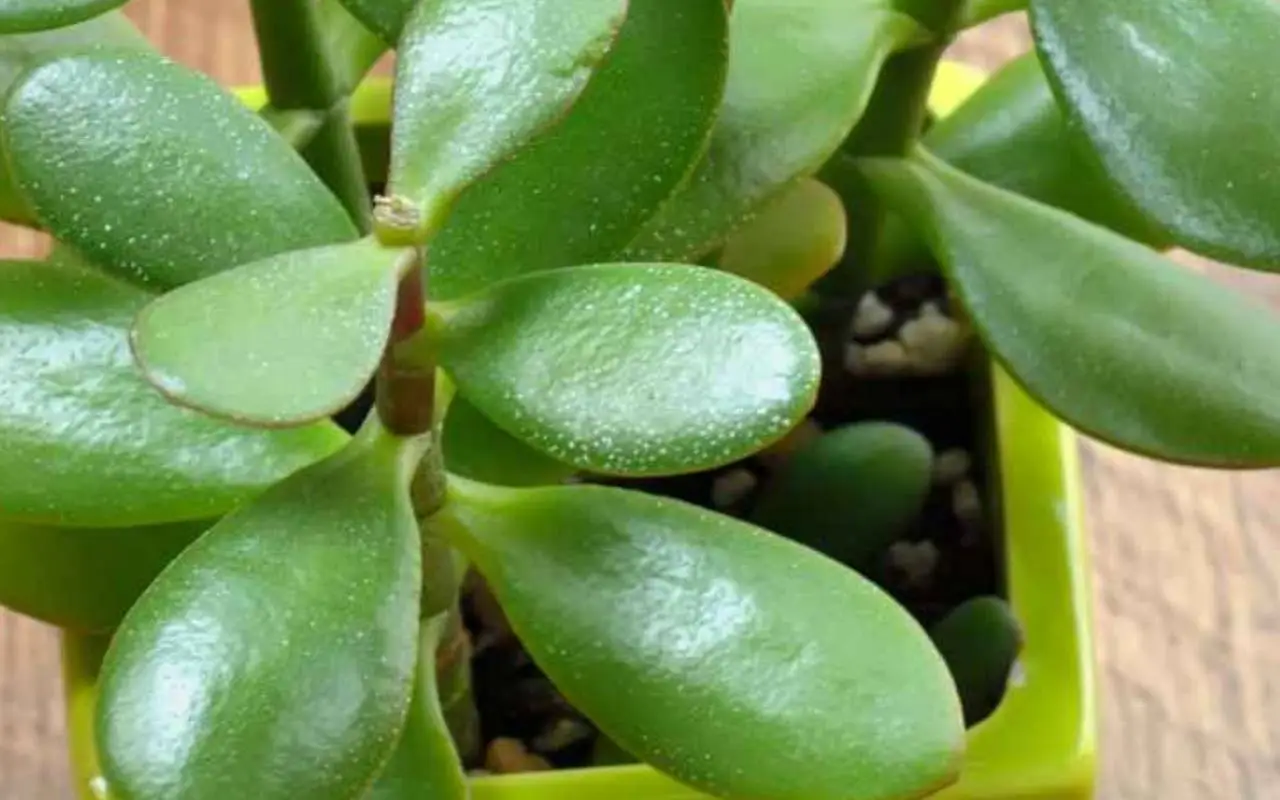 Allerta albero di Giada: ecco dove non devi metterlo, attenzione