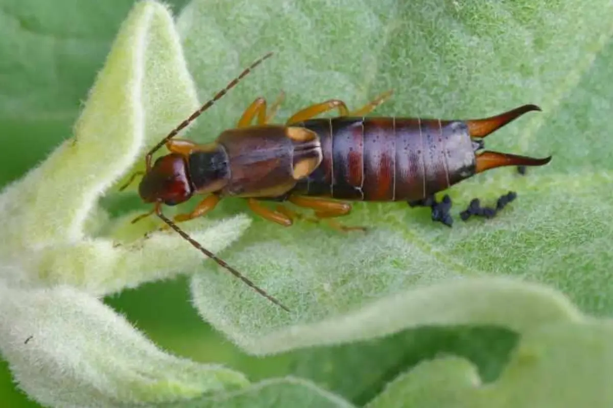 Stai molto attento all’insetto forbice: se lo trovi in giardino significa che