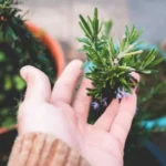 Come coltivare il rosmarino senza farlo diventare legnoso