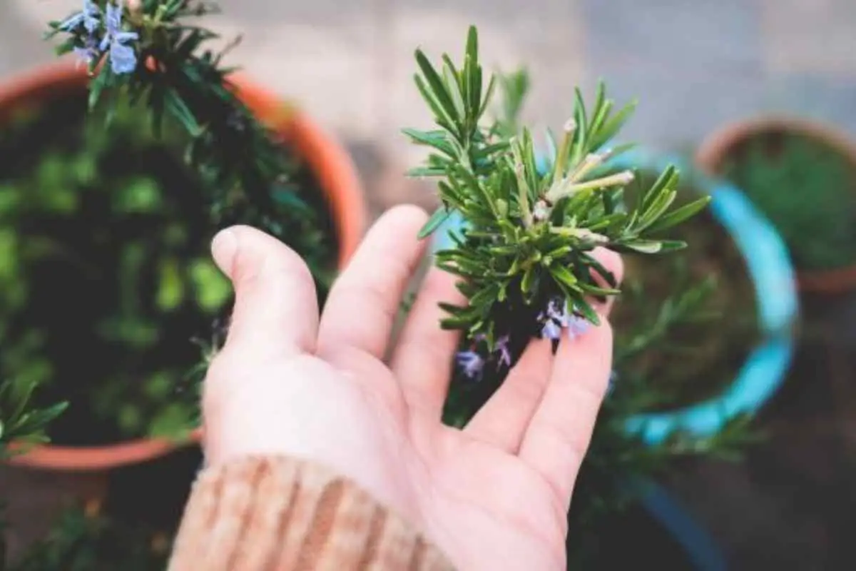 Come coltivare il rosmarino senza farlo diventare legnoso