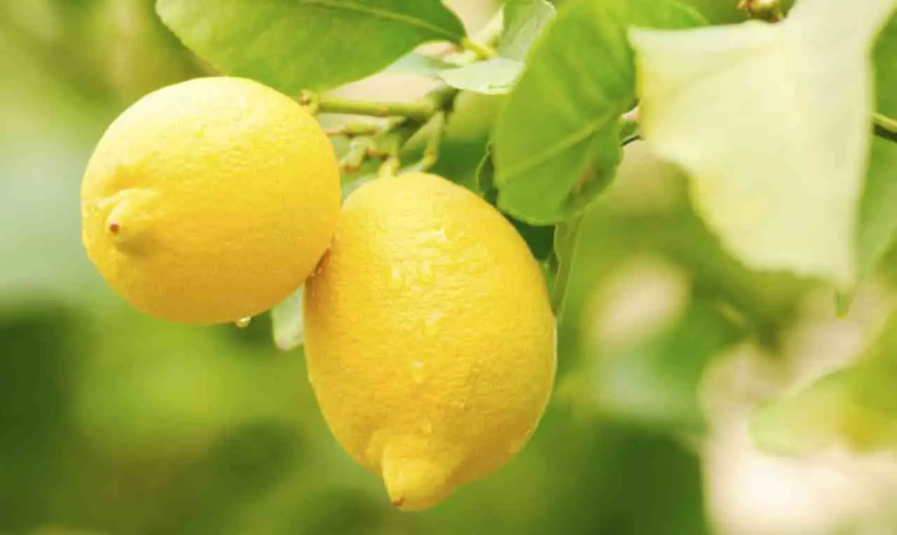 Concime per limoni: ecco come si utilizza