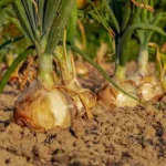 Quando piantare le cipolle: ecco la data perfetta