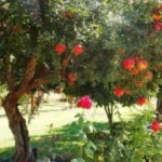 Quando potare il melograno: ecco cosa dice il giardiniere