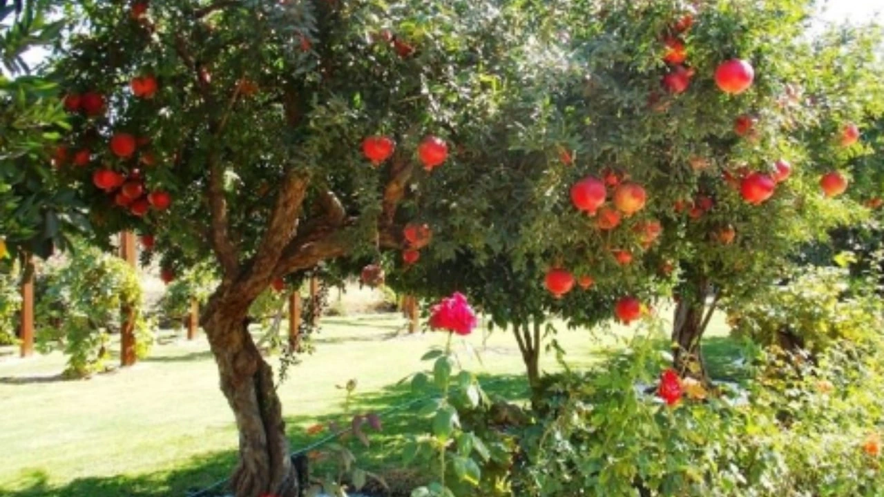 Quando potare il melograno: ecco cosa dice il giardiniere