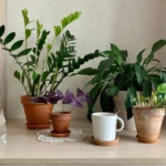 Come usare i sottovasi senza creare ristagni